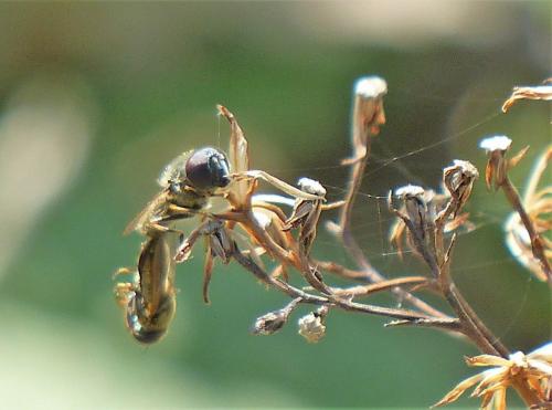 Cheilosia sp.